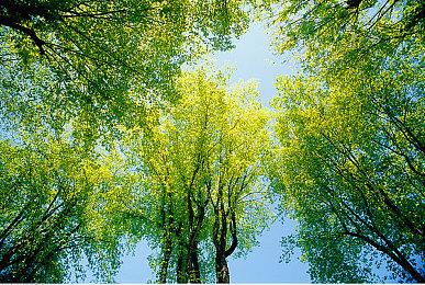 《晴天咖啡馆》11月22日改版内容曝光：跨平台+多语言